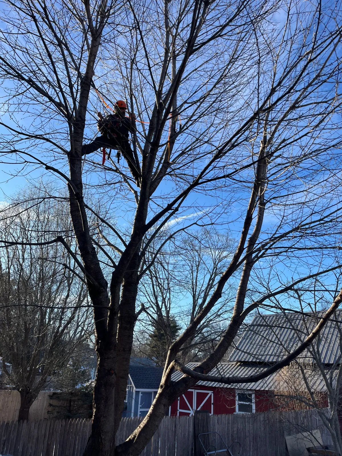 work photo from wholetreecare.com