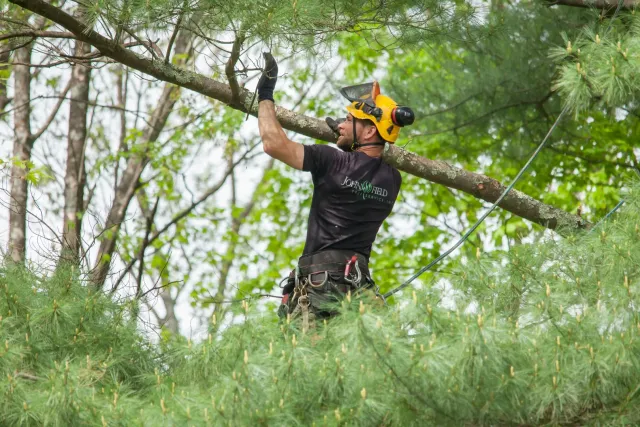 work photo from fieldtreeservice.com