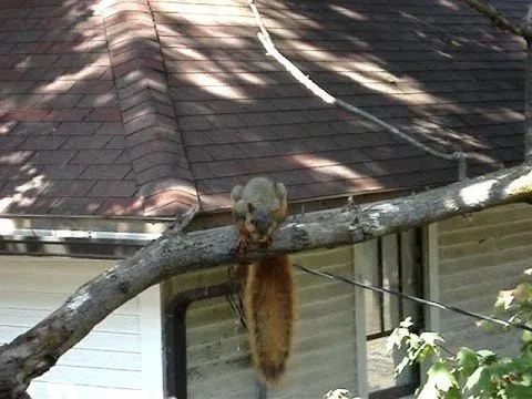 Squirrel peeking over a ledge of a brick building.