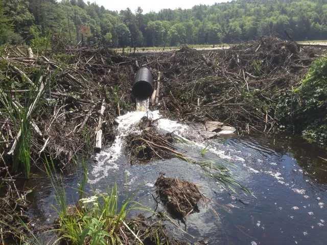 Nuisance wildlife Removal LLC work photo