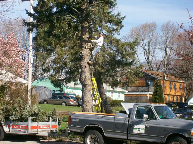 Dirt Cheap Tree work photo