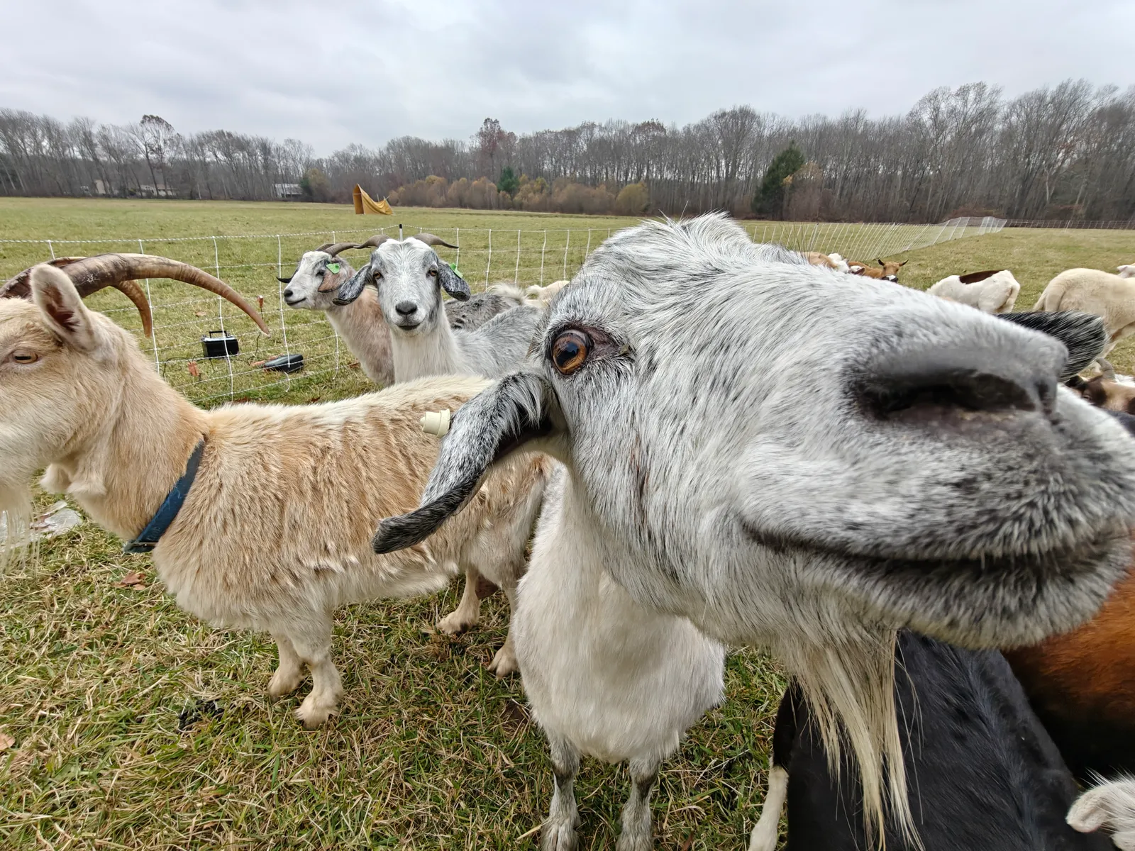 work photo from meadowgrazing.com