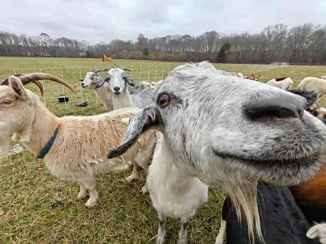 work photo from meadowgrazing.com