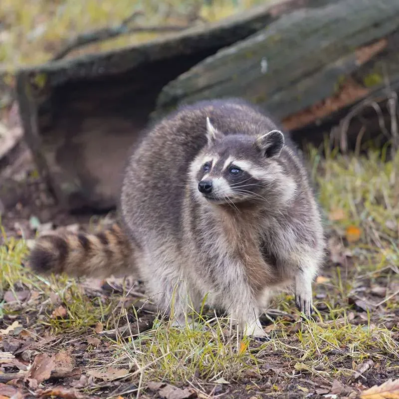 Raccoon standing by log in forest.