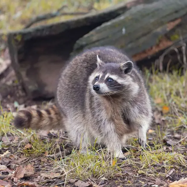 Raccoon standing by log in forest.