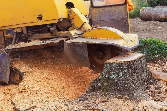 Stump Grinding and Tree Stump Removal Services in Portland, Maine