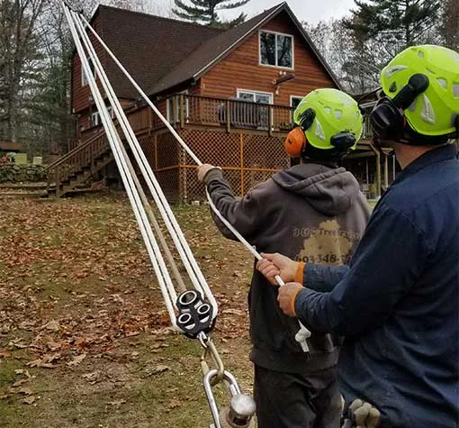 safe professional tree removal