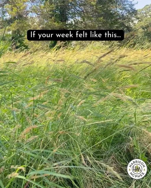 Happy Friday! Some weeks feel like the wind is moving faster than we can keep up.

A walk through a field, a quiet moment under the trees, or even a few minutes in the fresh air can help bring us back to ourselves.

Here's your reminder to step outside this weekend, breathe deeply, and let nature help you find your rhythm again! #forestbathing #treecareindustry #naturelover #harrisonmcphee