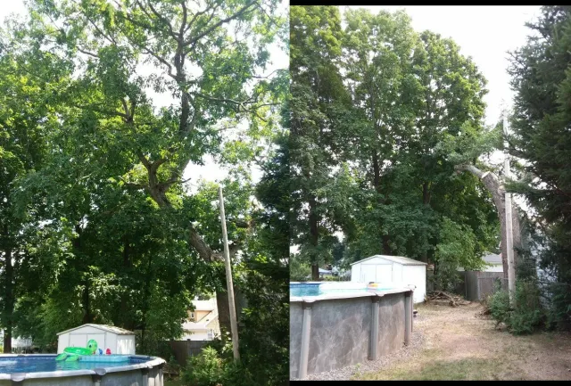 Pool Area Tree Management