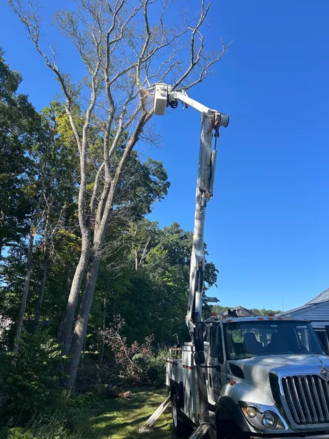 JP Tree Services work photo