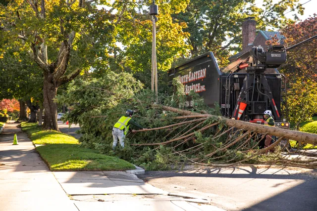 removing large tree in rhode island