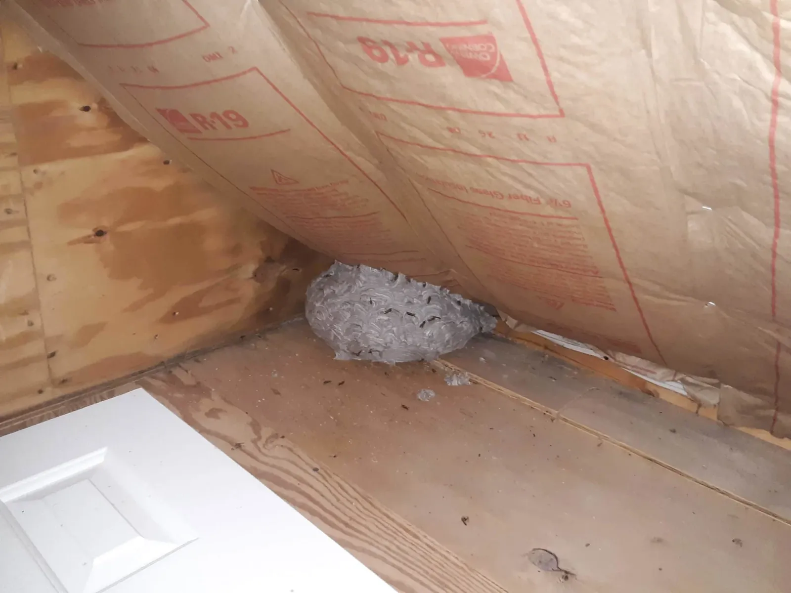 work photo from martinpestcontrol.net