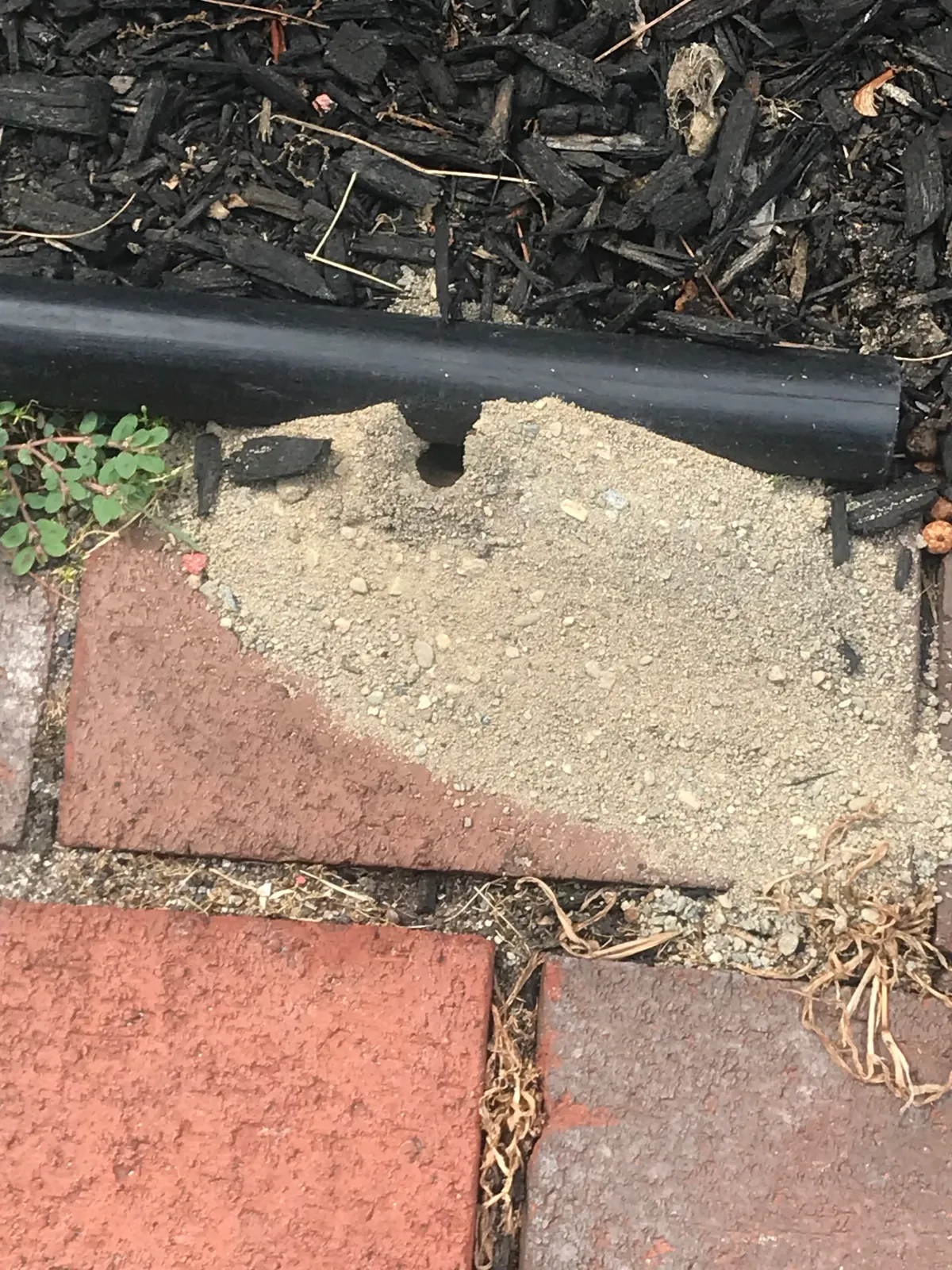 Digger Wasps