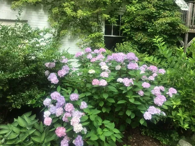 Sarah Kish Landscape Design work photo