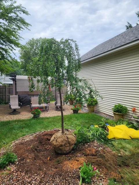 Devine Tree and Lawn, LLC work photo