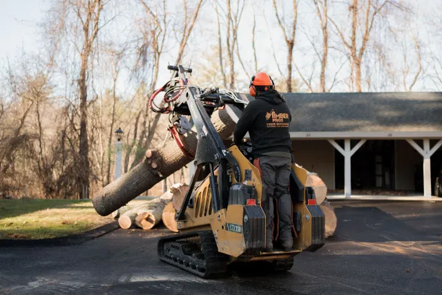 tree removal - tree pruning - crane services - lot clearing - hazardous tree removal  - timber pros - near me
