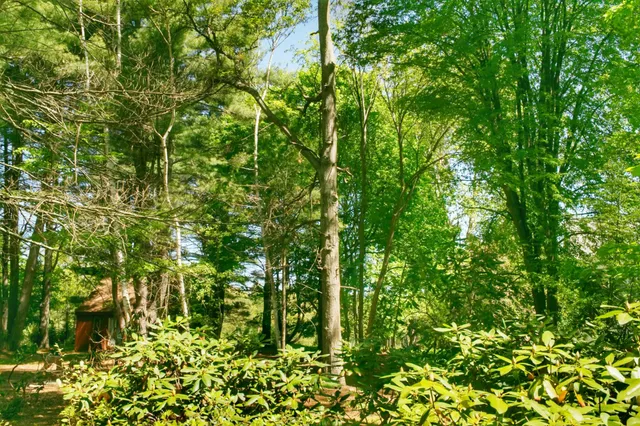work photo from massstumpandtree.com