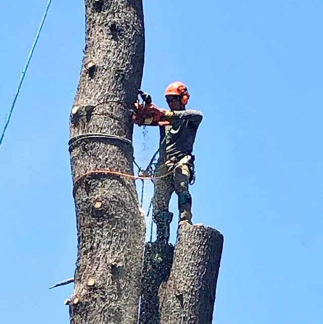 Forrest Tree Services LLC work photo
