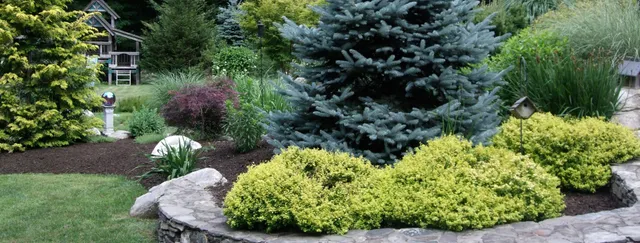 fat albert spruce backyard planting
