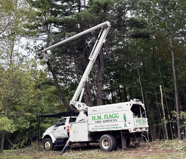 H.M. Flagg Tree work photo