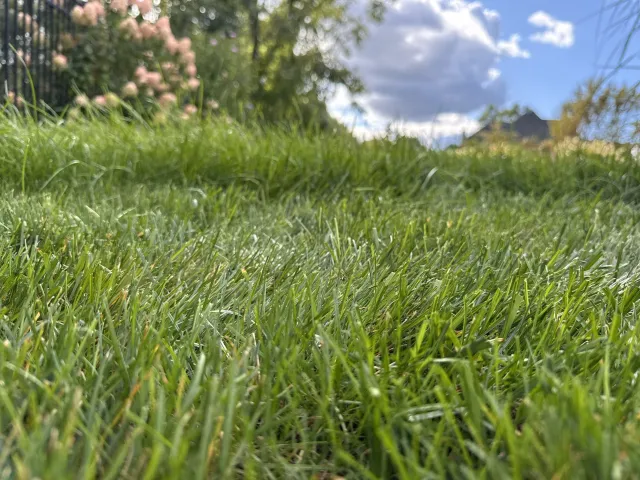 Close-up view of green grass on the ground with a blurred background of trees, pink flowers, a house, and a partly cloudy sky.