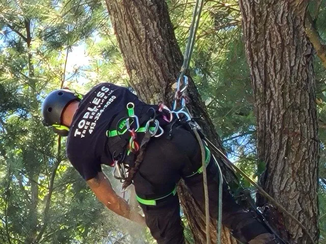 Topless Tree Service LLC work photo
