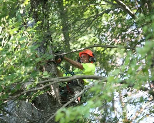 Arborist wearing safety gear using a chainsaw to cut a large tree branch surrounded by dense foliage.