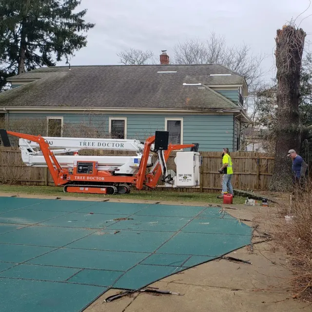 Tree Doctor work photo