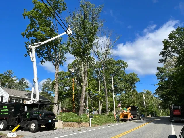 Yankee Tree Service recent project