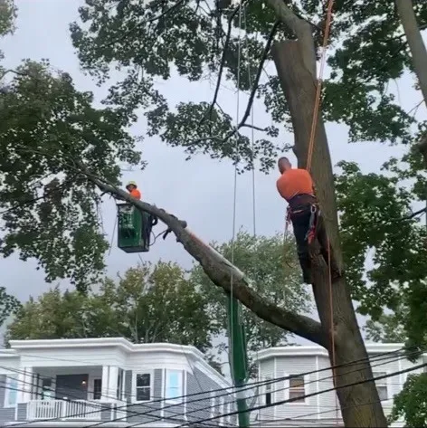Champion Tree work photo
