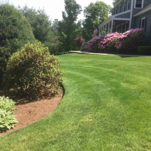 Closeup of a clients backyard with a moved lawn and trees planted over mulch