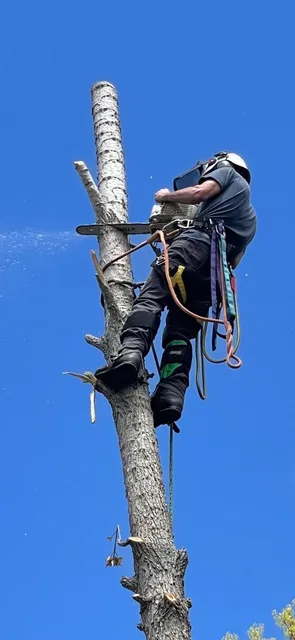 Green Shield Tree Service work photo