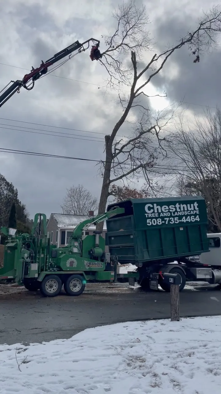 Chestnut Tree and Landscape researched project photo
