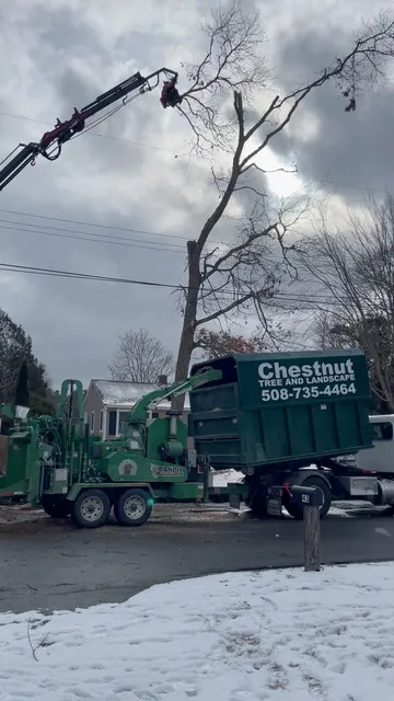 Chestnut Tree and Landscape researched project photo