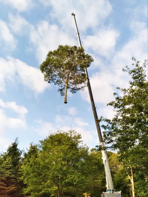 Tree removal