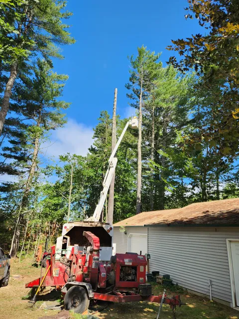 The Tree Fellas work photo
