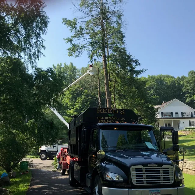 Reed's Tree Service work photo