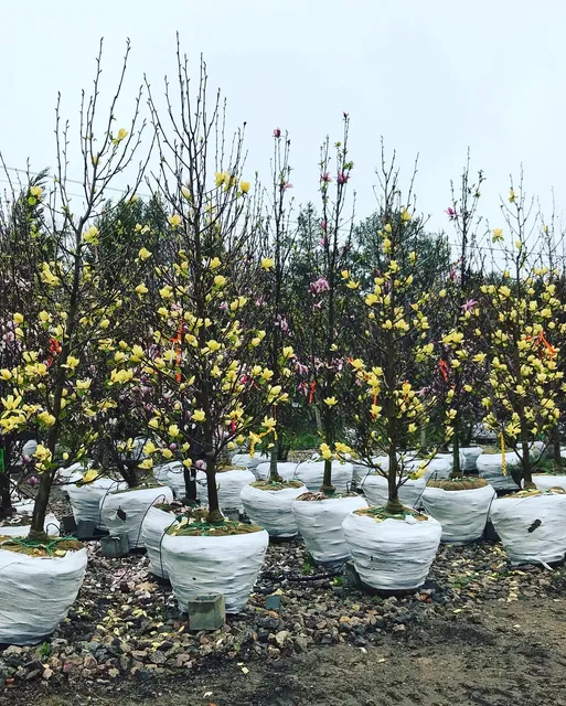 Dale Tree Movers & Tree Farm work photo