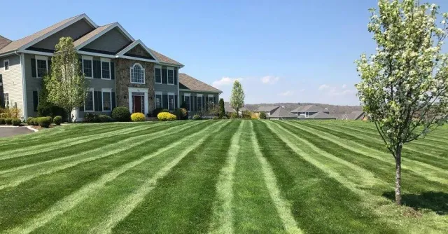 Large suburban house with a striped green lawn and young trees under a clear blue sky