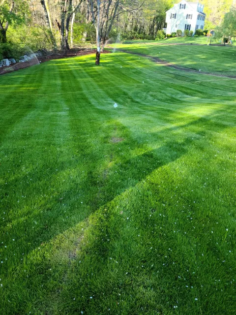 Well-maintained green lawn with mowing patterns, small white flags, a tree, trees in the background, a white house in the distance, and a hose spraying water.