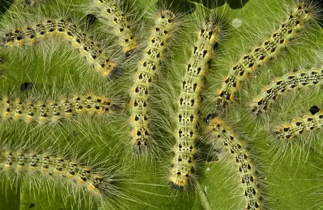 Webworms: How to Identify, Treat & Prevent Them on Your Trees and Lawn