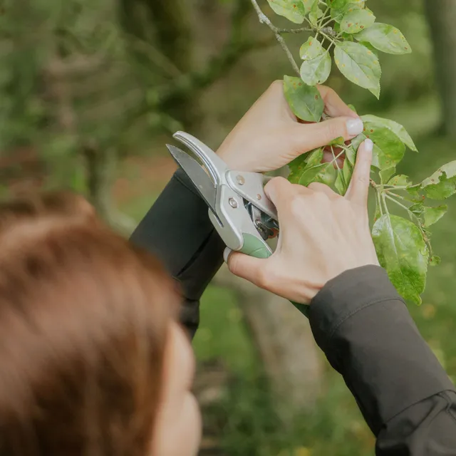 arboreal-solutions-tree-care-01p