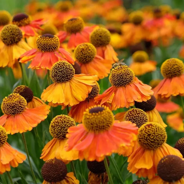 Avant Gardens, Inc