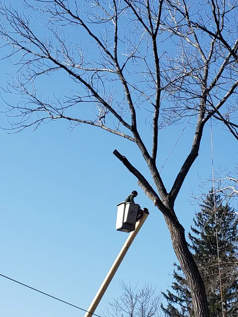 Youngs Tree Service. work photo