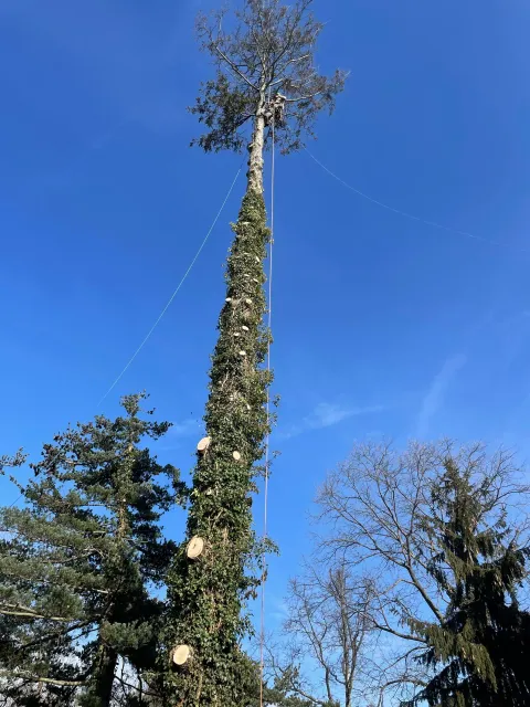 Tall tree trunk stripped of branches and topped with sparse foliage against a clear blue sky