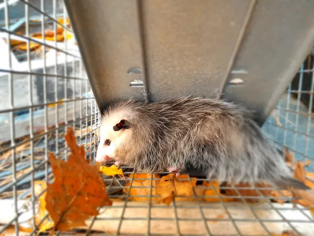 CAW WILDLIFE REMOVAL LLC work photo
