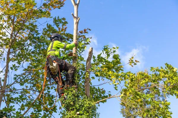 Tree Trimming in Westborough, MA.jpeg