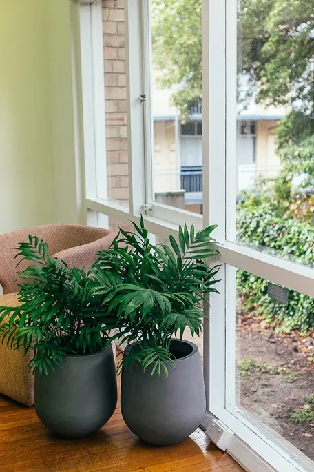 vinyl-windows-and-indoor-plants-Newton-MA