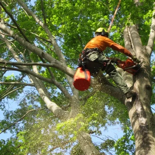 work photo from treeservicemadecol.com