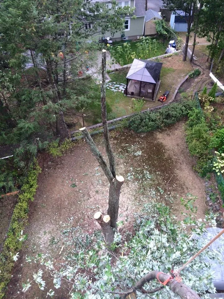 Aerial view of tree removal in backyard, Maple Leaf Tree Service, crane and bucket work